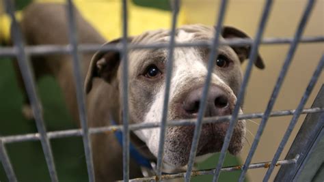Verona animal shelter - The Rochester Animal Services Center at 184 Verona St. A recent outbreak of Parvovirus at the Verona Street Animal Shelter has resulted in the death of 11 dogs. The incident prompted an immediate ...